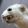 Weasel_Face